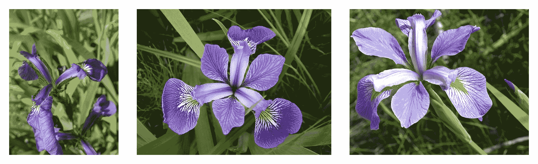 Petal geometry compared for three iris species: Iris setosa, Iris virginica, and Iris versicolor